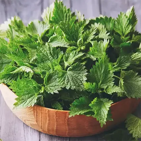 Isırgan Otu Yağı