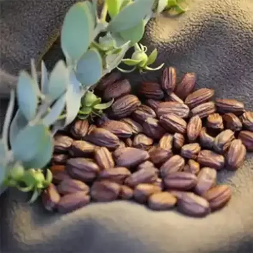Jojoba Yağı