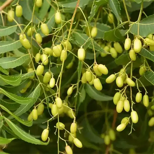 Neem Taşıyıcı Yağı