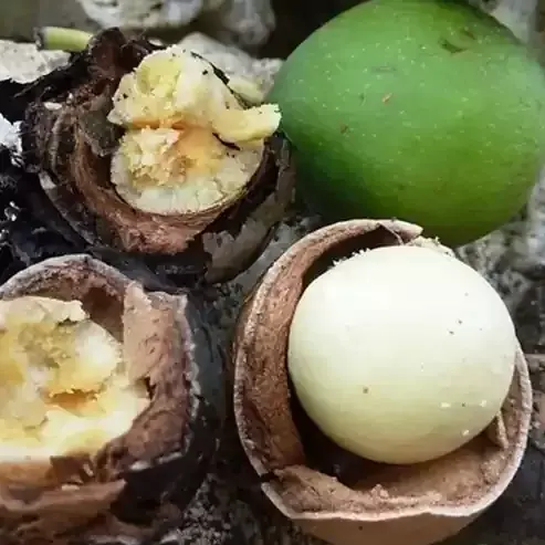 Tamanu Yağı
