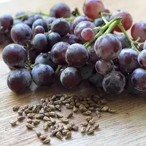 Üzüm Çekirdeği Yağı